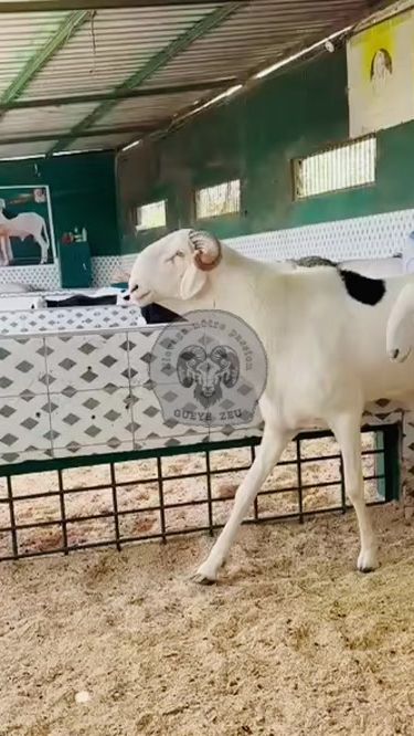 TikTok video thumbnail by thiatouele0