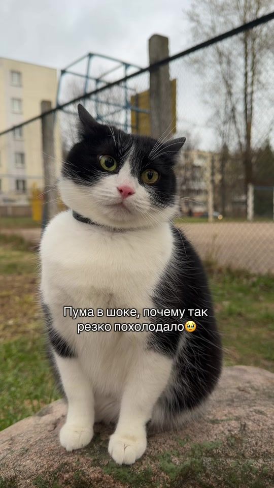 TikTok video thumbnail by kosaya_puma
