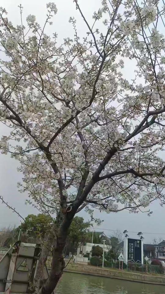 TikTok video thumbnail by next2266