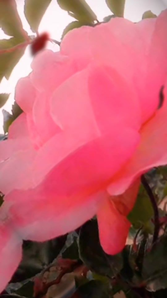 TikTok video thumbnail by ss___20251