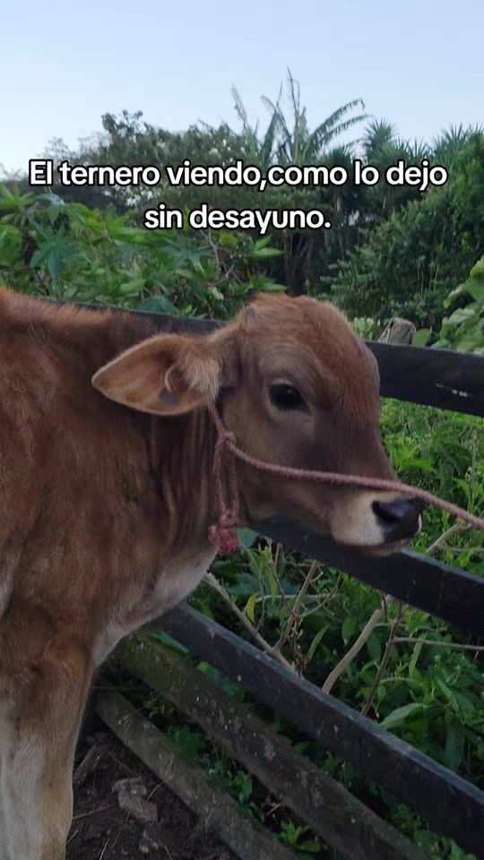 TikTok video thumbnail by felixocastro46