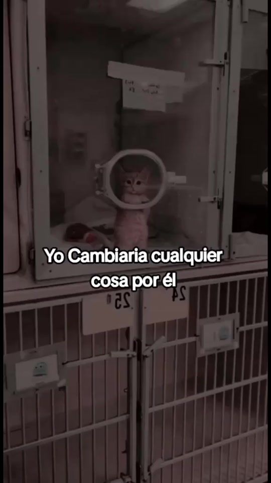 TikTok video thumbnail by pao__andrea