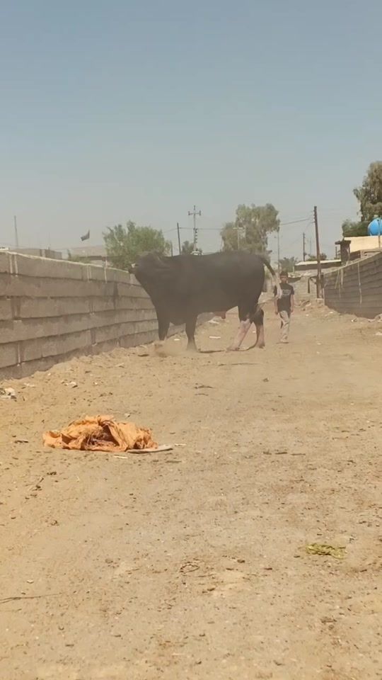 TikTok video thumbnail by mn49968