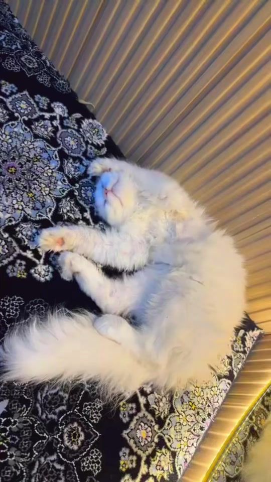 TikTok video thumbnail by chickykiki1