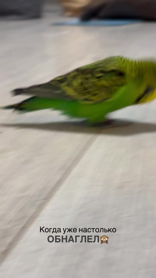 TikTok video thumbnail by dva_popygaya