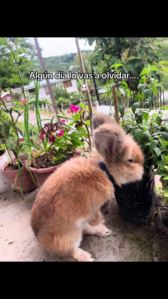 TikTok video thumbnail by toledo_valeria