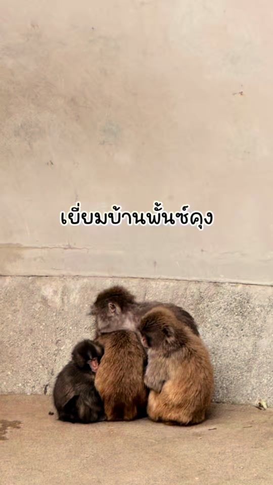 TikTok video thumbnail by wanlaabox