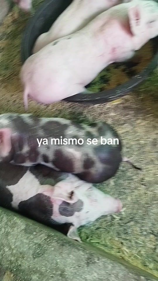 TikTok video thumbnail by fernando.franco587