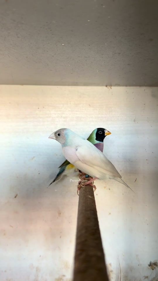 TikTok video thumbnail by pretty_farm