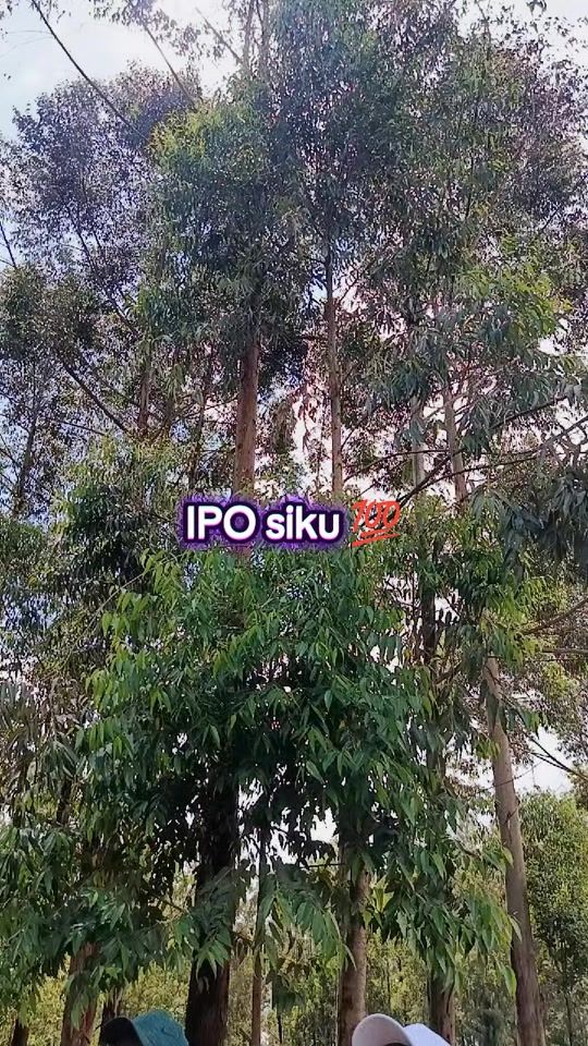TikTok video thumbnail by mcnguch254