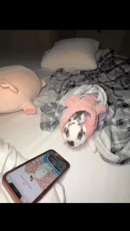 TikTok video thumbnail by elmohipuchainauwu