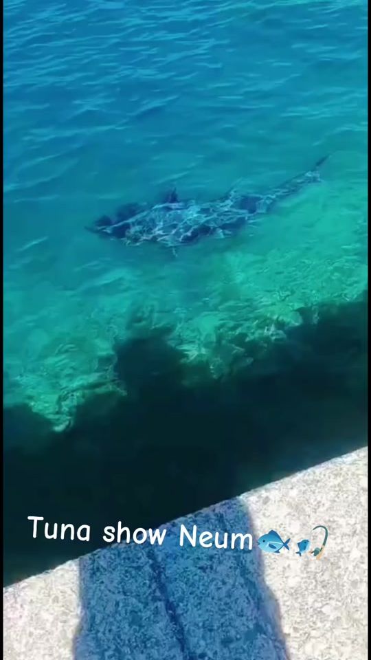 TikTok video thumbnail by lignjolov.eging.c
