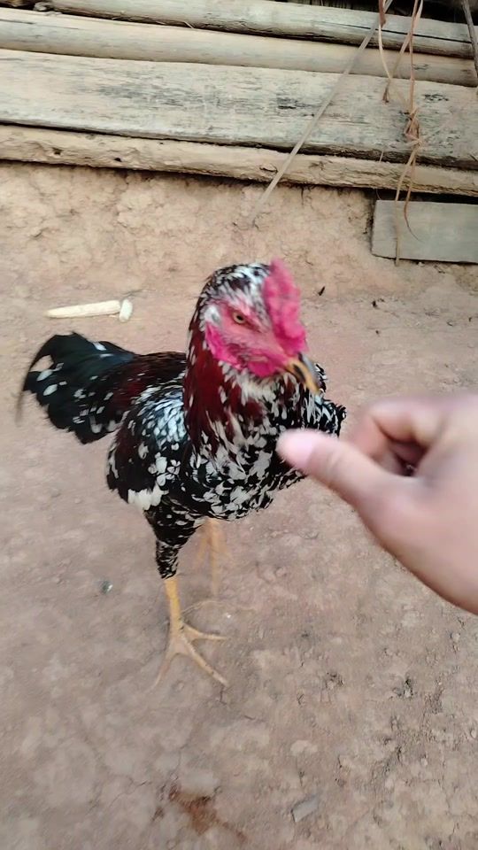 TikTok video thumbnail by tsaj.lij6