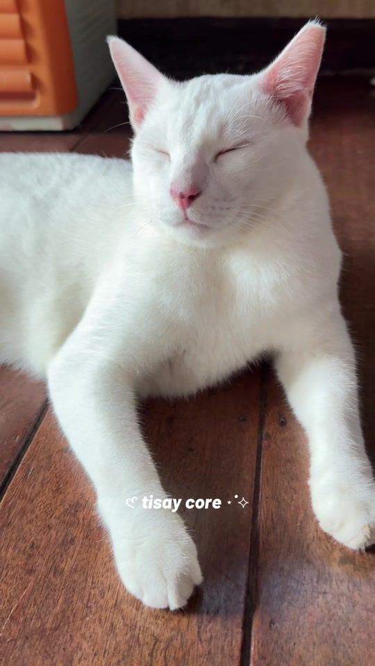 TikTok video thumbnail by tisayxcatroops