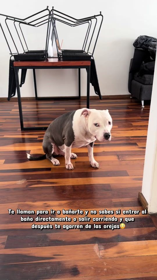 TikTok video thumbnail by thor.americanpit