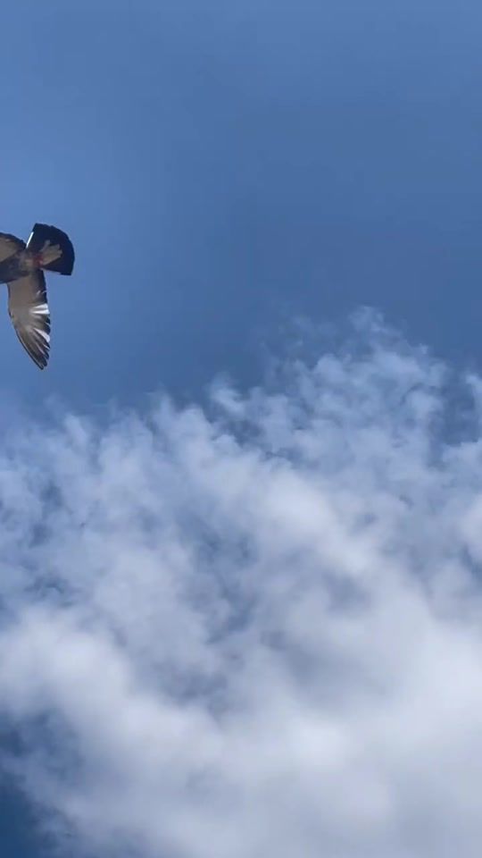 TikTok video thumbnail by 79fkw__0