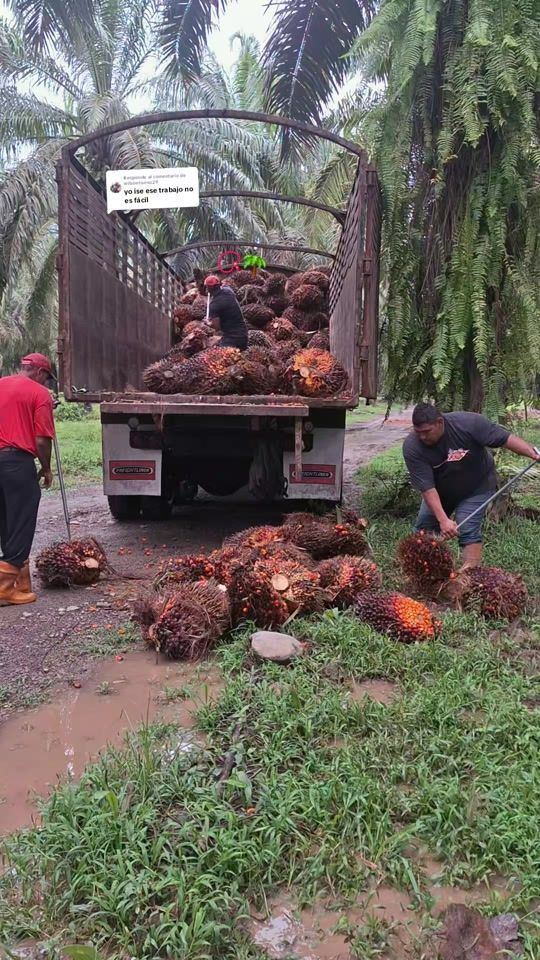 TikTok video thumbnail by dervinacosta