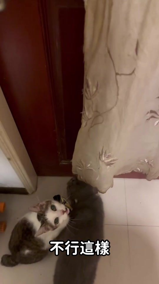 TikTok video thumbnail by r_show0501