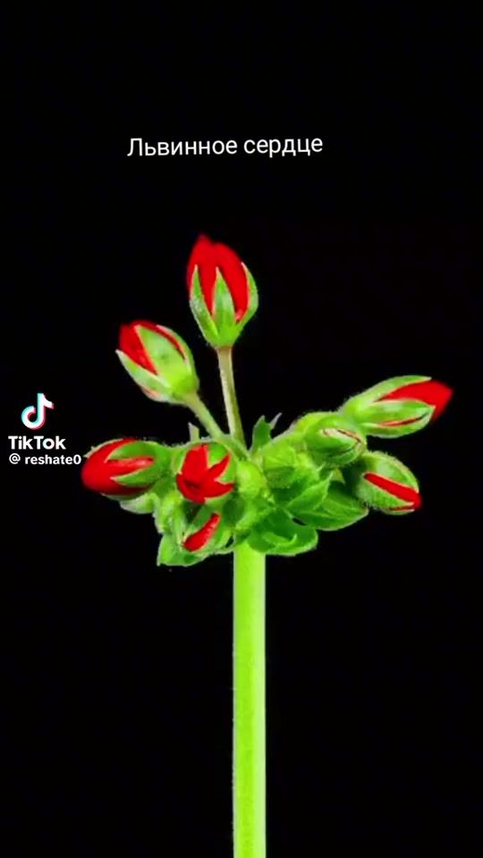 TikTok video thumbnail by .195558