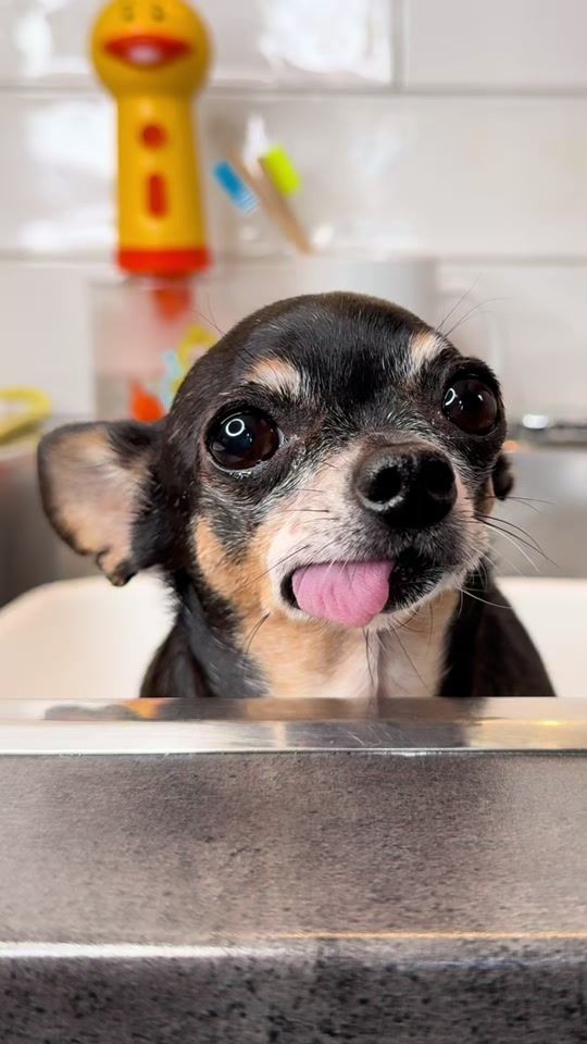 TikTok video thumbnail by tinychihuahuacedric