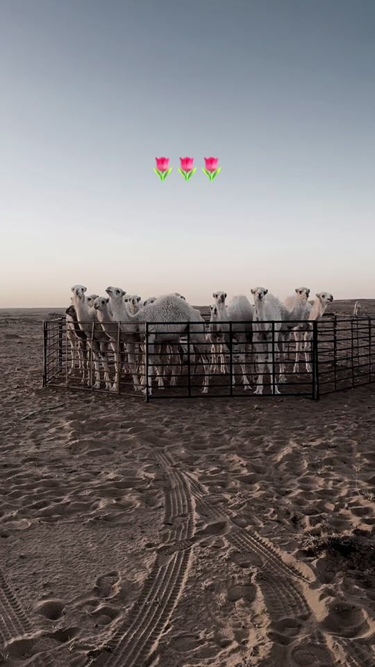 TikTok video thumbnail by f1y05
