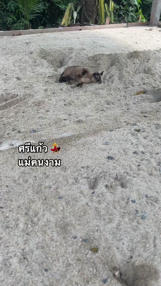 TikTok video thumbnail by sakdiphat1988