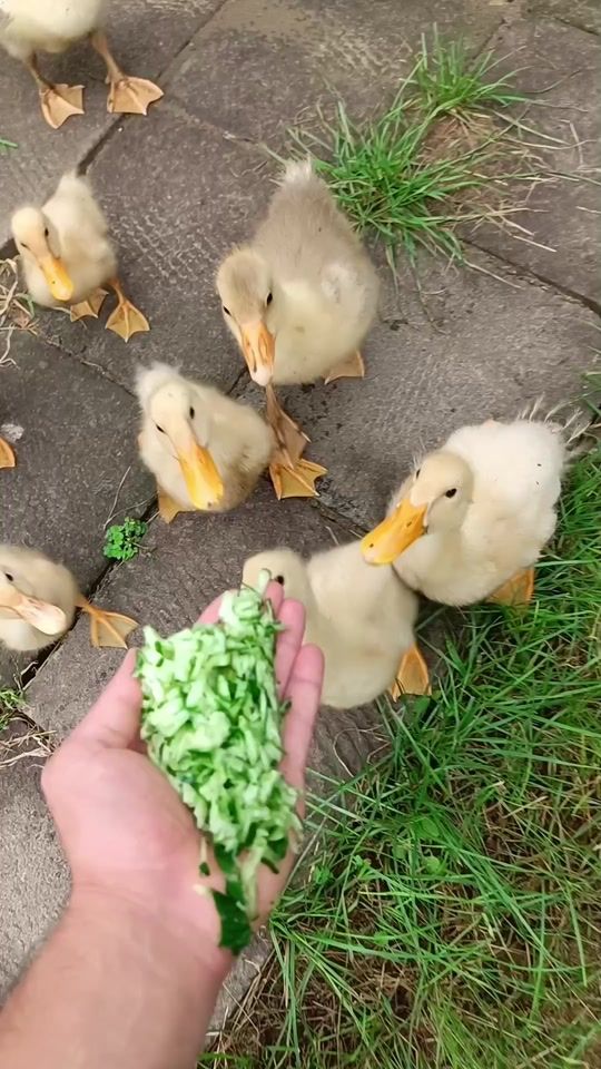 TikTok video thumbnail by gwhr26