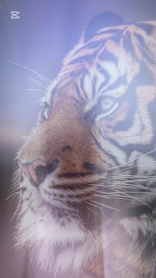 TikTok video thumbnail by ___lord___siva__