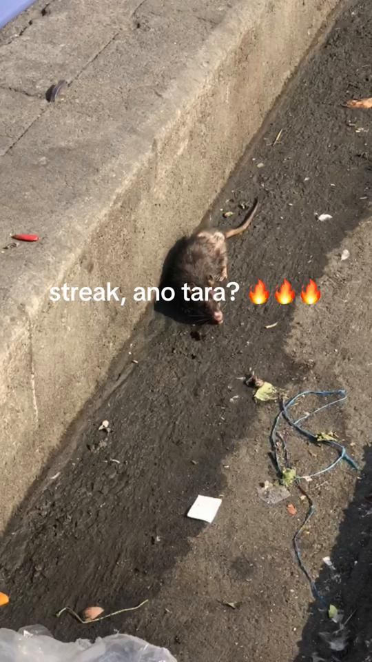 TikTok video thumbnail by ur_only_one11