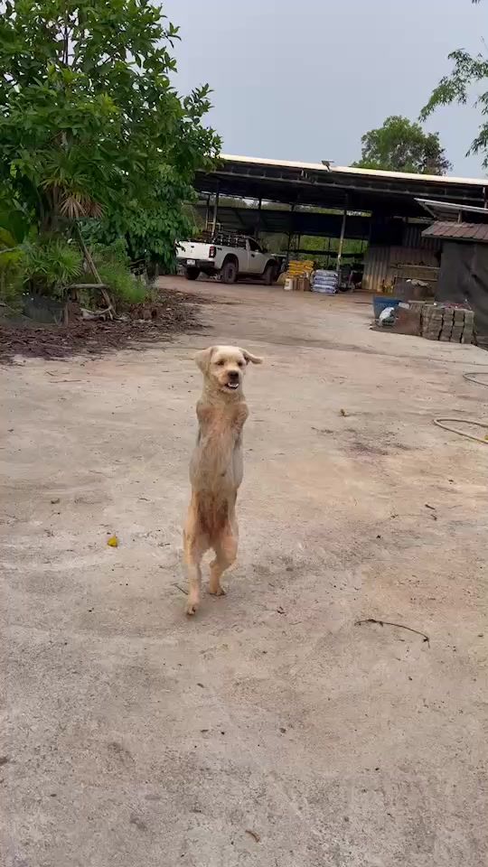TikTok video thumbnail by jarinya9999