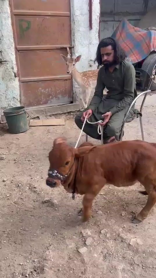 TikTok video thumbnail by harmaincattlefarm3