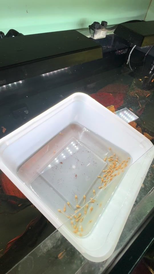 TikTok video thumbnail by aqua_reflections