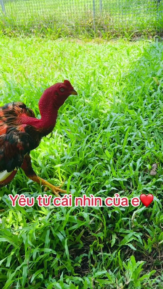 TikTok video thumbnail by ht_18.07.1985