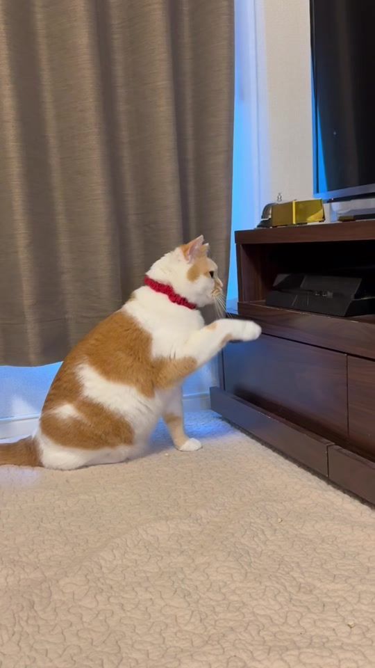 TikTok video thumbnail by giz_kohak