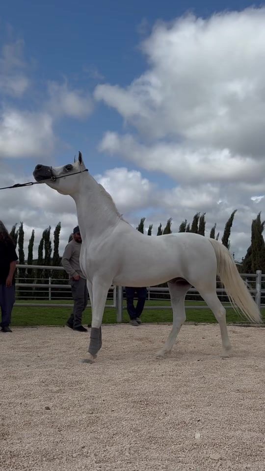 TikTok video thumbnail by cg.arabians