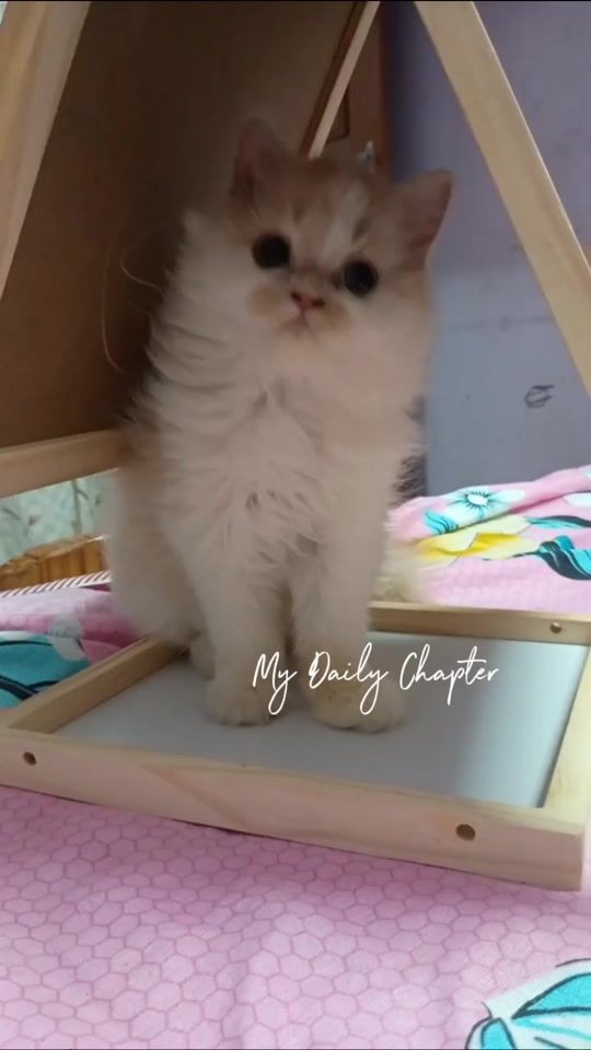 TikTok video thumbnail by mohamedrisfath