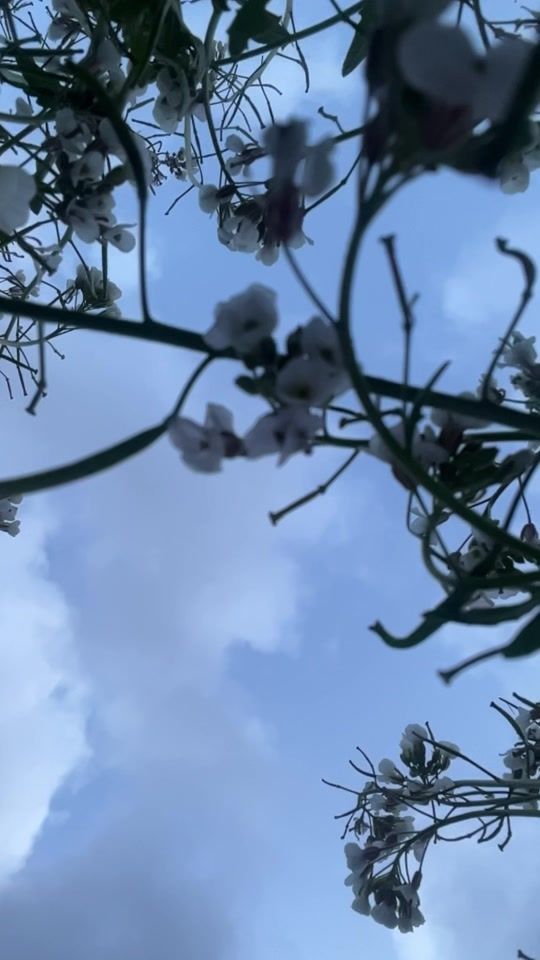 TikTok video thumbnail by maha.504