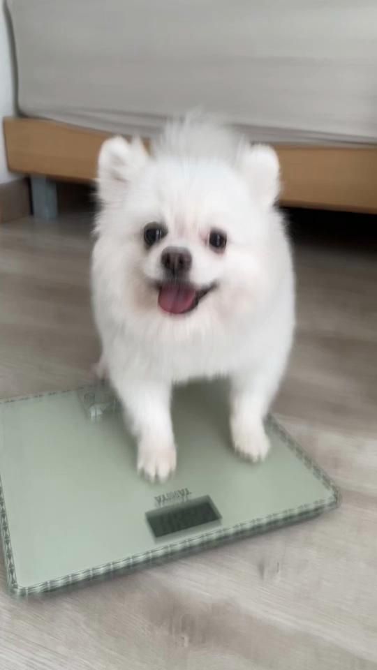 TikTok video thumbnail by pibe_pompom