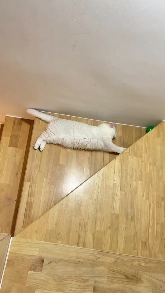 TikTok video thumbnail by imyour.vodka