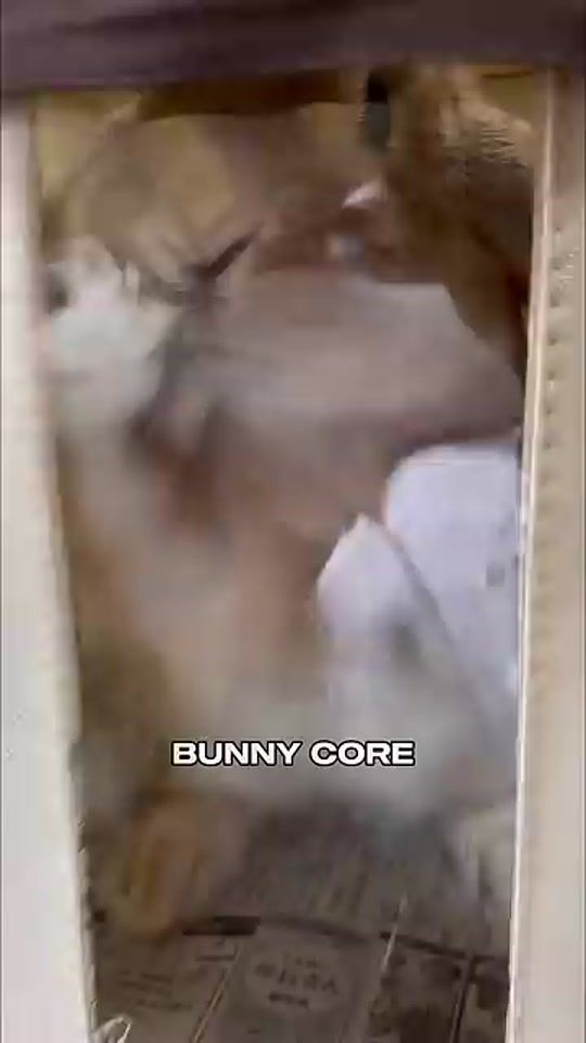 TikTok video thumbnail by professor_viral