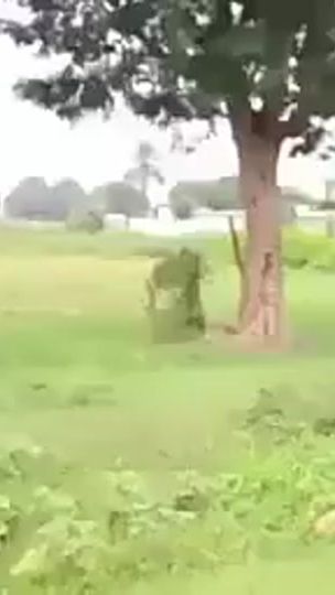TikTok video thumbnail by user45186684090131