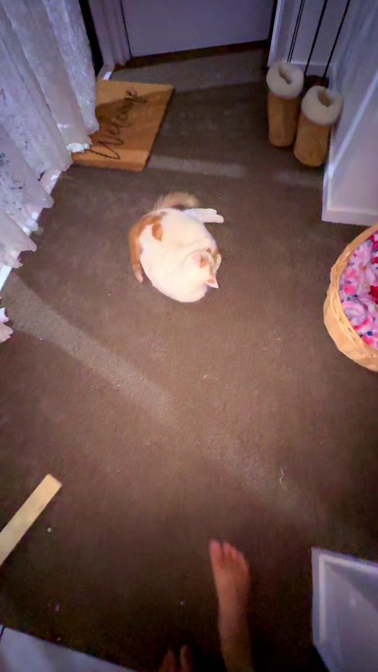 TikTok video thumbnail by kiwi_girl02