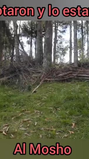 TikTok video thumbnail by elmoshoo_