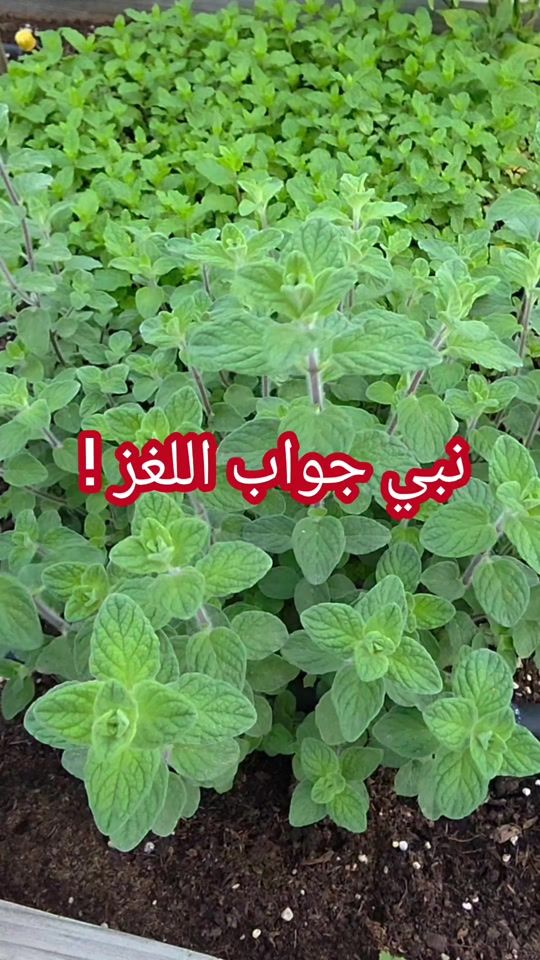 TikTok video thumbnail by growitgreen