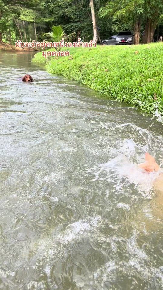 TikTok video thumbnail by balong_dog