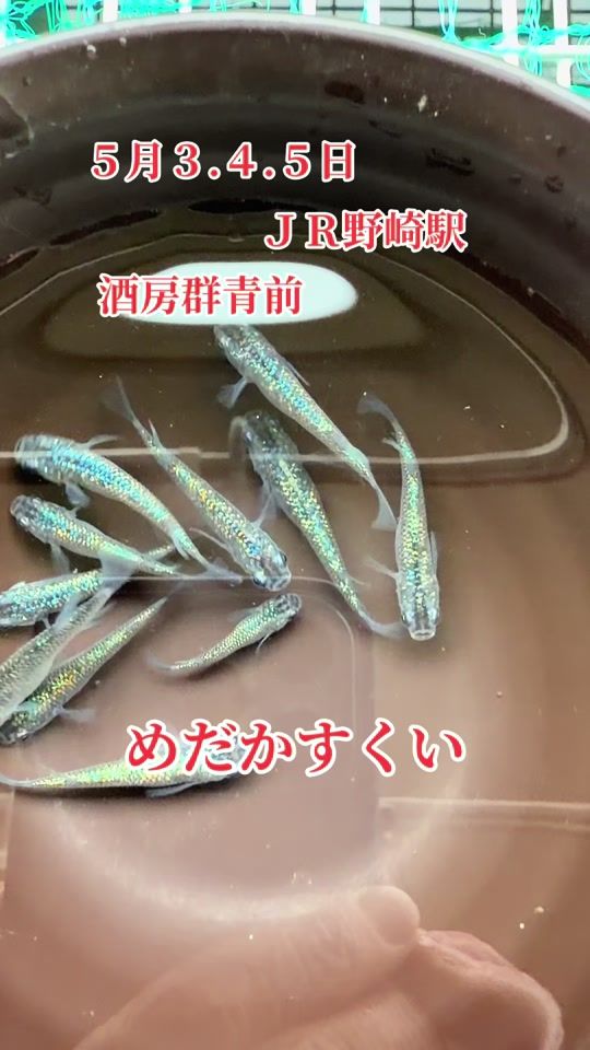 TikTok video thumbnail by mazi.medaka01