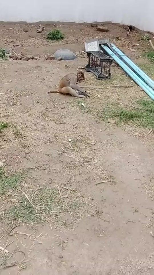 TikTok video thumbnail by sheeraz_172
