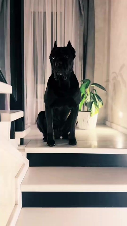 TikTok video thumbnail by canecorsocryzer