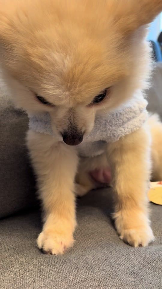 TikTok video thumbnail by marshmallow_arch