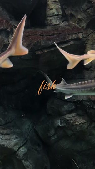 TikTok video thumbnail by _lifeless_1